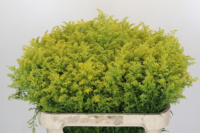<h4>Solidago Tara</h4>