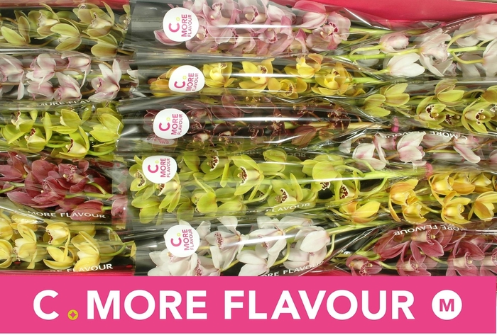 <h4>CYMB MI GEM</h4>