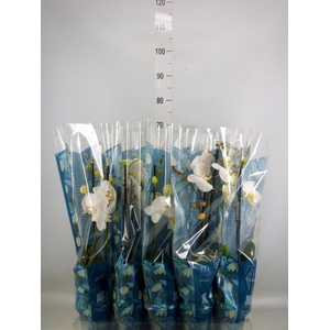 Phalaenopsis   ...white