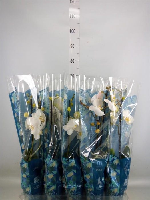 <h4>Phalaenopsis   ...white</h4>