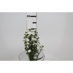 ASTER MARIANA 040 CM