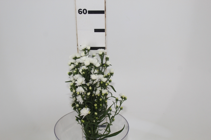 <h4>ASTER MARIANA 040 CM</h4>
