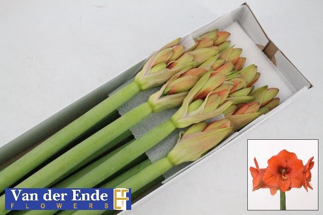 <h4>Hipp. Naranja x12</h4>