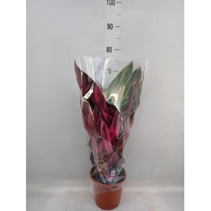 Calathea   ...mix