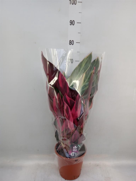 <h4>Calathea   ...mix</h4>