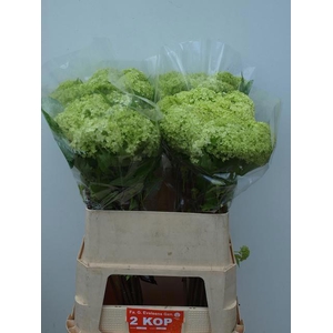 VIBURNUM ROSEUM ST