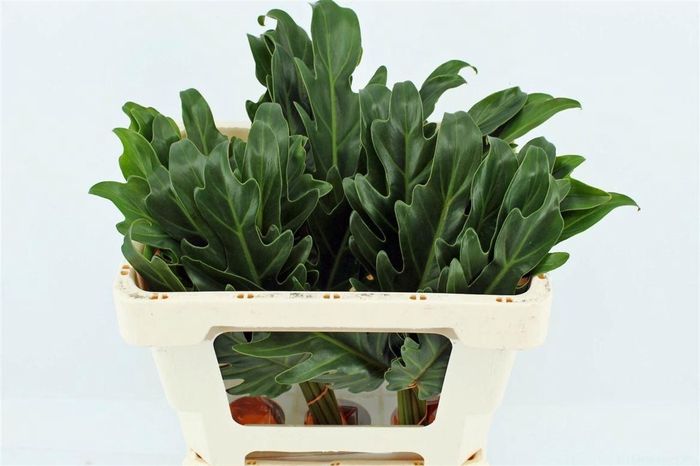 <h4>Philodendron Xanadu</h4>