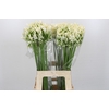 Agapanthus White Heaven