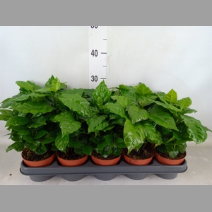 Coffea arabica