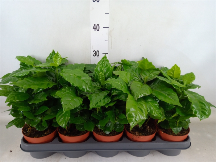 <h4>Coffea arabica</h4>