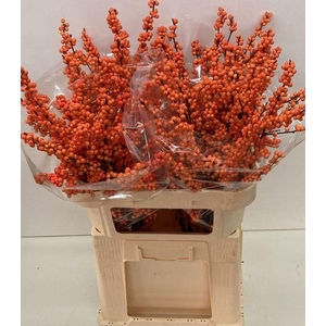 Ilex vert Winter Gold L 8