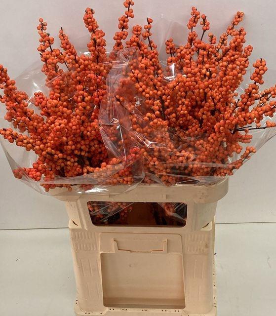 <h4>Ilex vert Winter Gold L 8</h4>