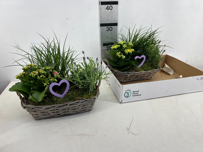 <h4>ARR TUINPLANTEN</h4>