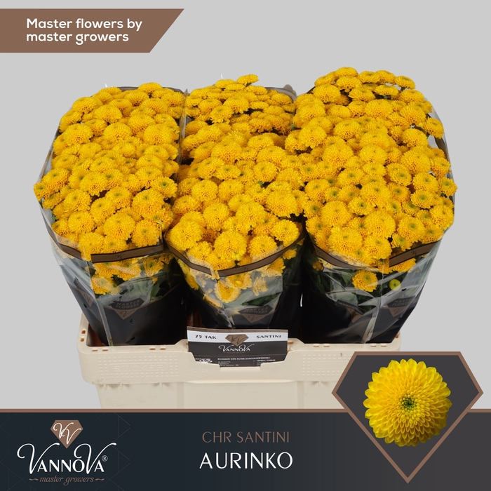 <h4>Chrysanten Chr S Aaa Aurinko</h4>
