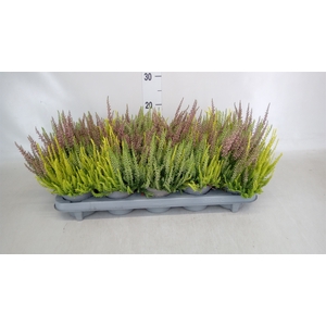 Calluna vulg. 'Beauty L'  ..mix 3/p