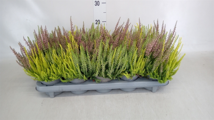 <h4>Calluna vulg. 'Beauty L'  ..mix 3/p</h4>