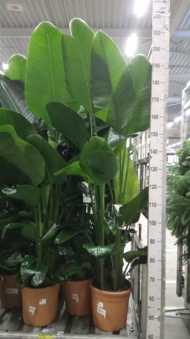 <h4>Strelitzia nicolai</h4>