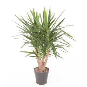 Yucca Vertakt