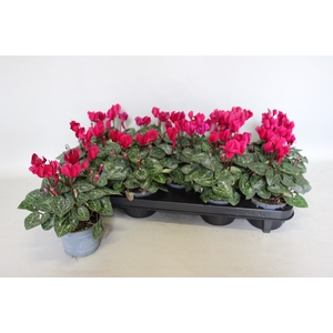 Cyclamen Super Serie Deep Dark Violet