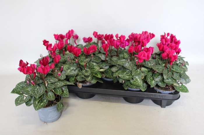 <h4>Cyclamen Super Serie Deep Dark Violet</h4>