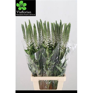 LYSIM CLETHROIDES