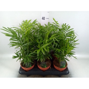 Chamaedorea elegans
