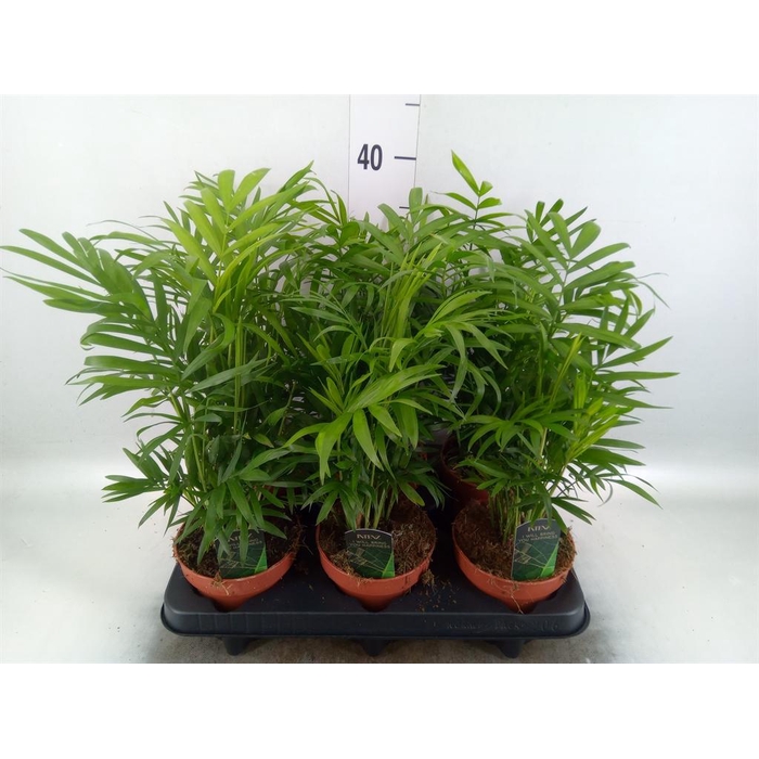 <h4>Chamaedorea elegans</h4>
