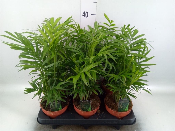 Chamaedorea elegans
