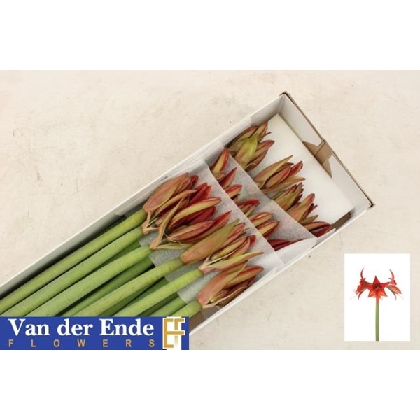 <h4>Hipp Autumn Valley X18 Ende</h4>