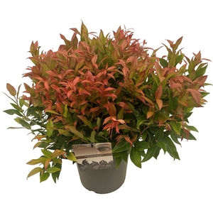 Leucothoe 'Scarletta' sense