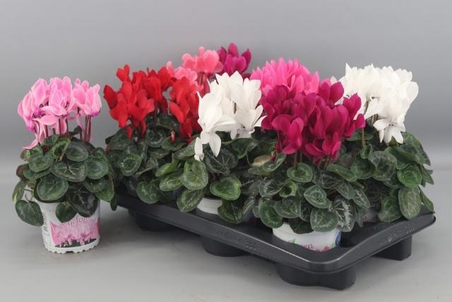 <h4>CYCL GR SUP XL</h4>