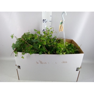 Hedera helix 'Anna'