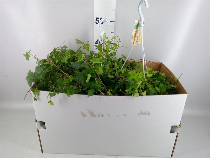 <h4>Hedera helix 'Anna'</h4>