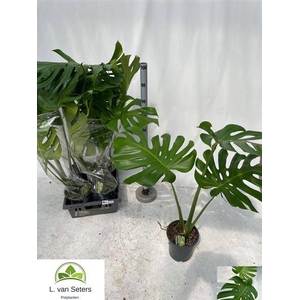 MONSTERA DELICIOSA P19 95CM