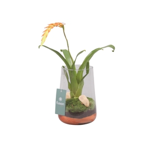 Green Bottle Deline Medium met Bromelia