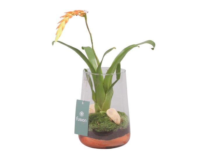 <h4>Green Bottle Deline Medium met Bromelia</h4>
