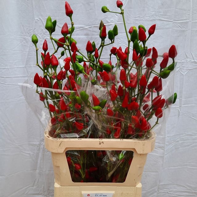 <h4>Capsicum xmas</h4>