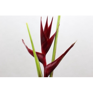 Heliconia Steel Black Magic