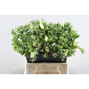 Anem Co Galil Pastel