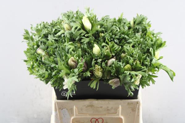 <h4>Anem Co Galil Pastel</h4>