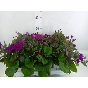 Pericallis cr. 'Mandala Magenta'