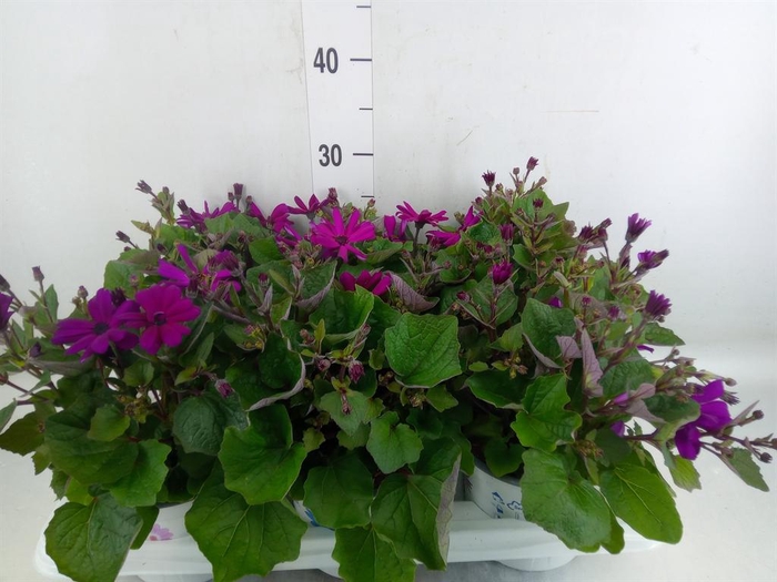 <h4>Pericallis cr. 'Mandala Magenta'</h4>