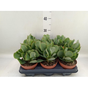 Crassula arborescens