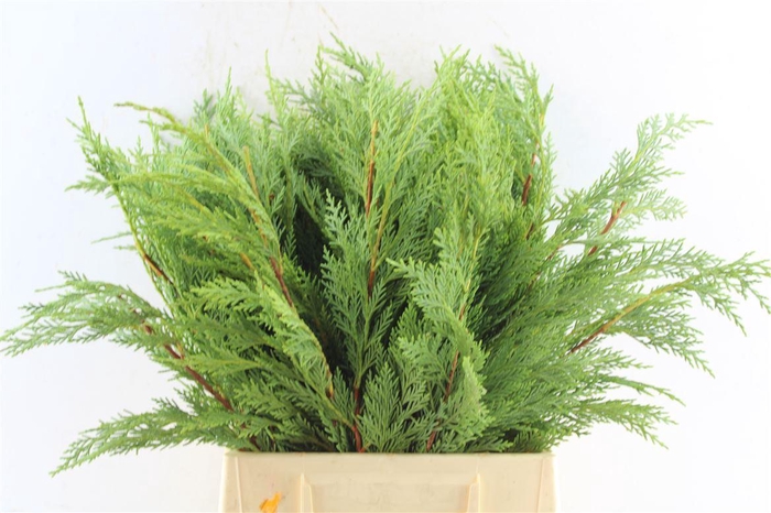 <h4>Conifer Green</h4>