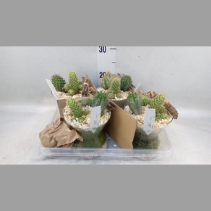 Arr.  Cactus L%