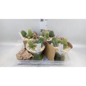 Arr.  Cactus L%