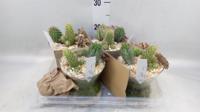 <h4>Arr.  Cactus L%</h4>