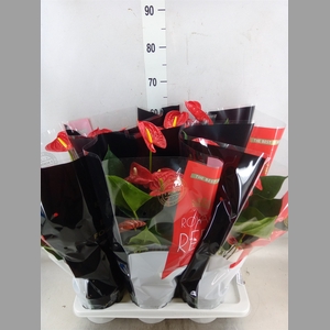 Anthurium andr. 'Madural'