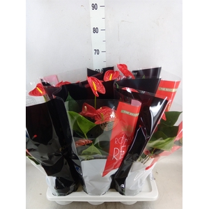 Anthurium andr. 'Madural'