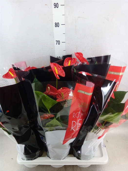 <h4>Anthurium andr. 'Madural'</h4>